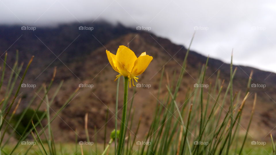 flower in the summit