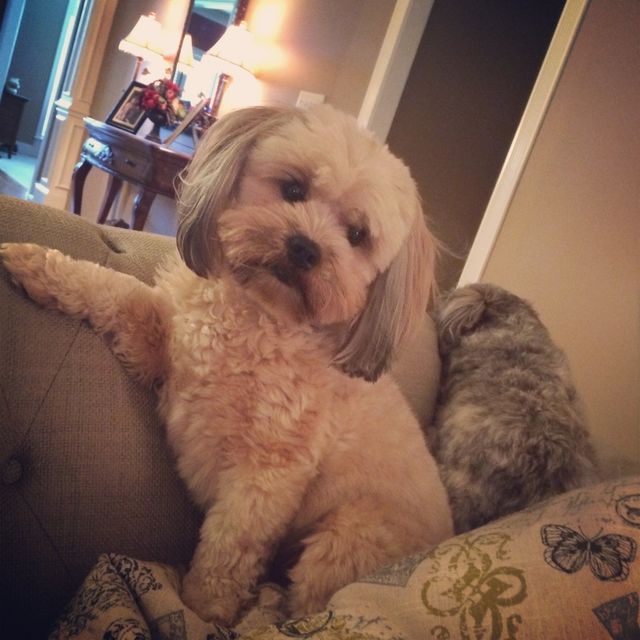 Puppy love