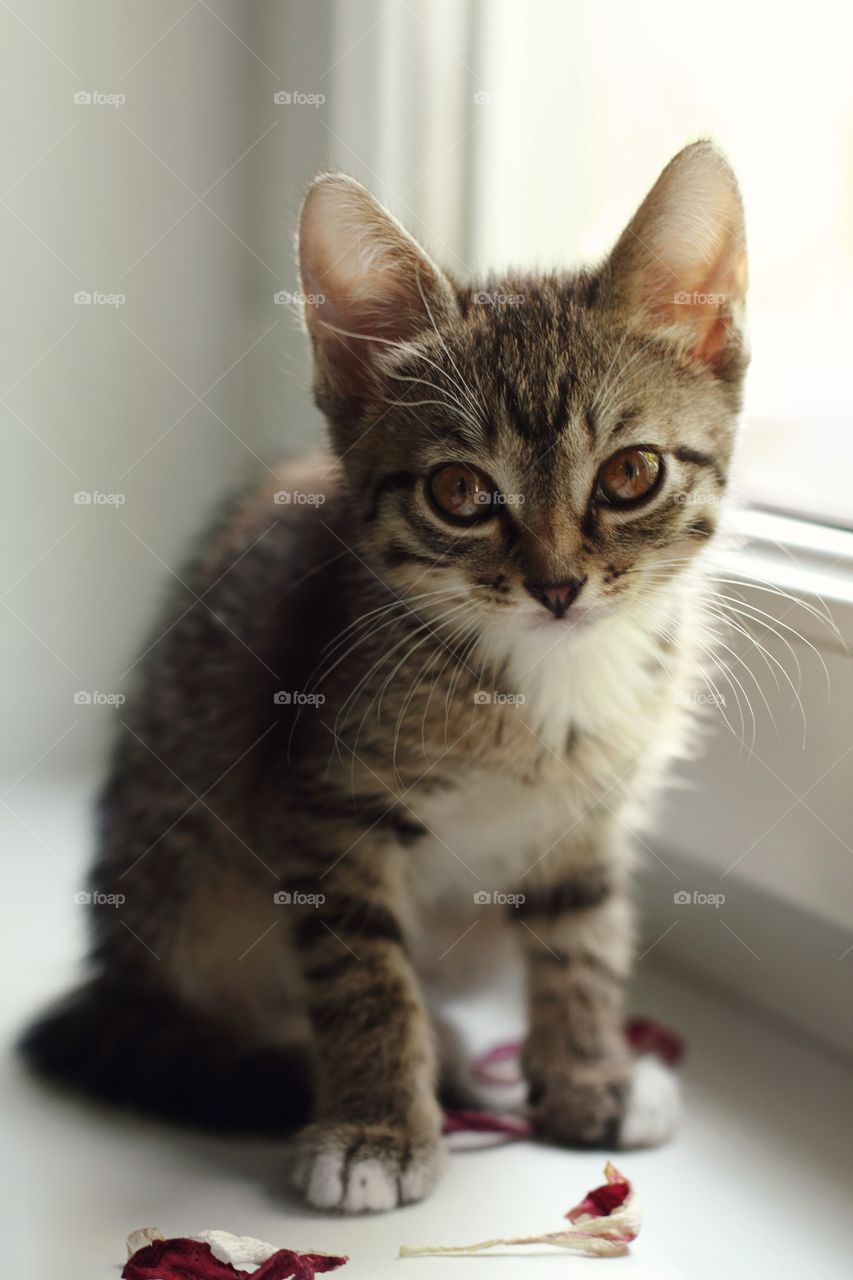 A kitten sits on a windowsill after playing with dry tulip petals