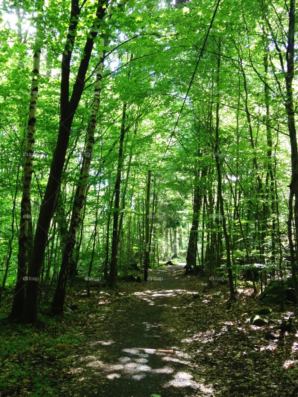 Green spring forest