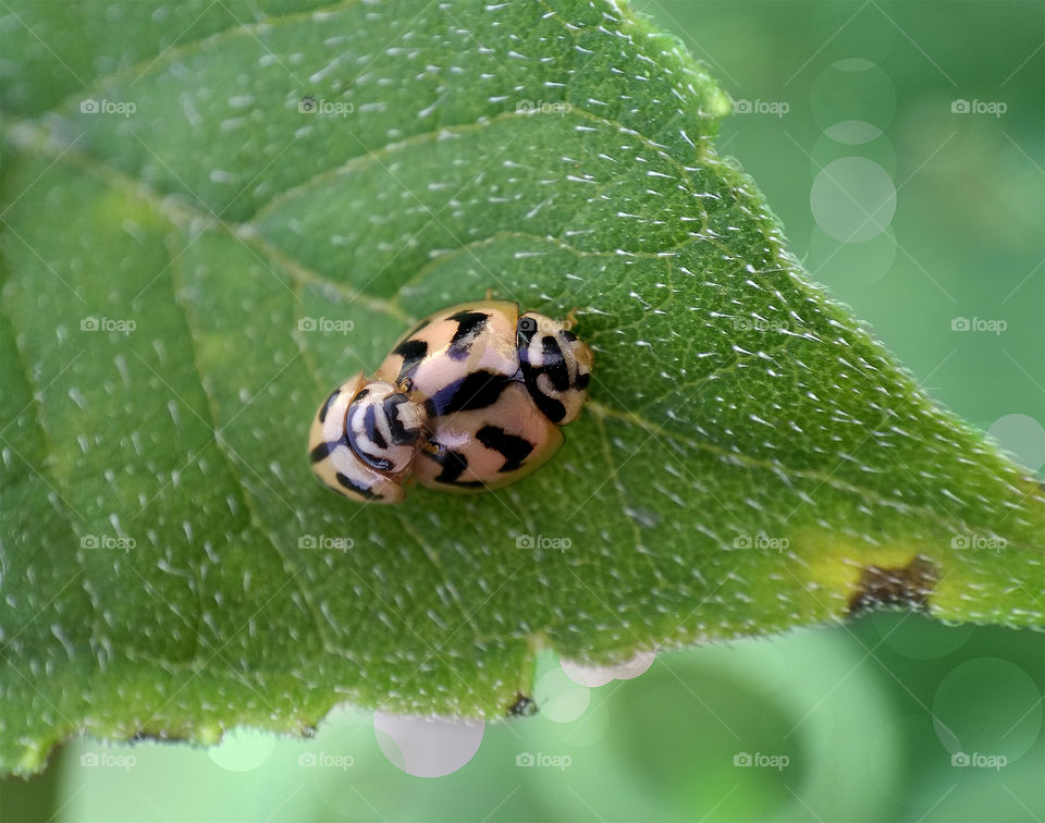 Ladybird mating on a sunflower leaf