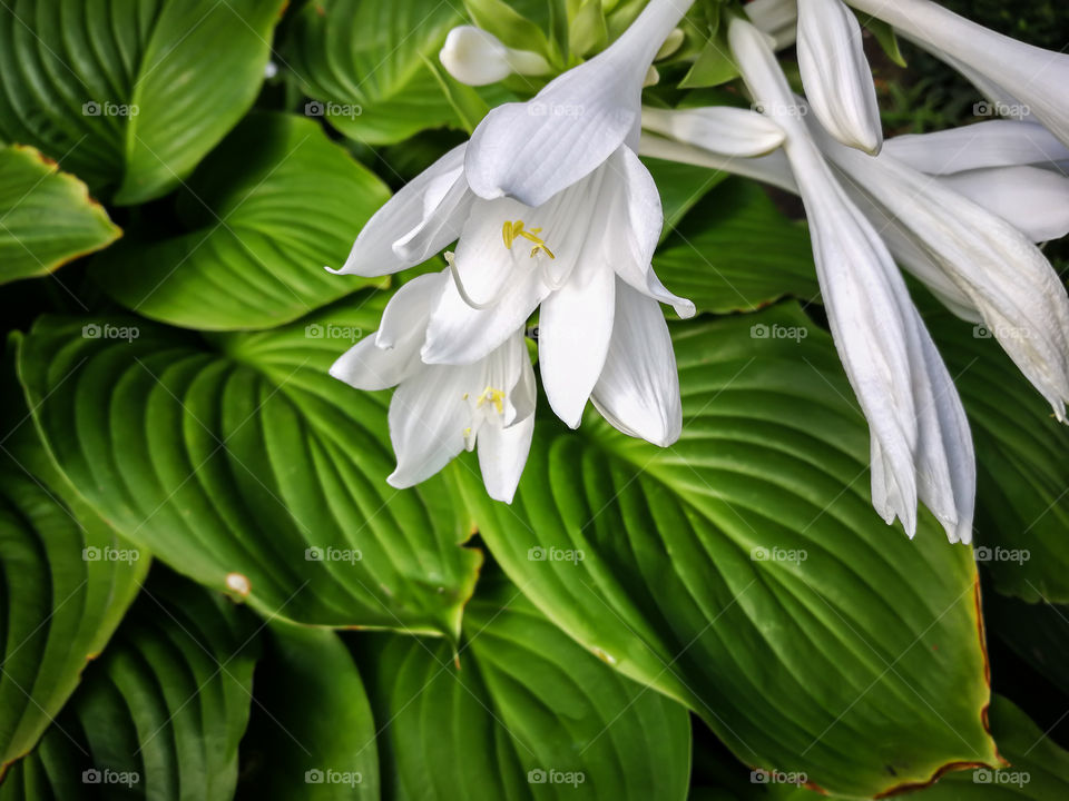 The colors of summer. Host or white Lily.
