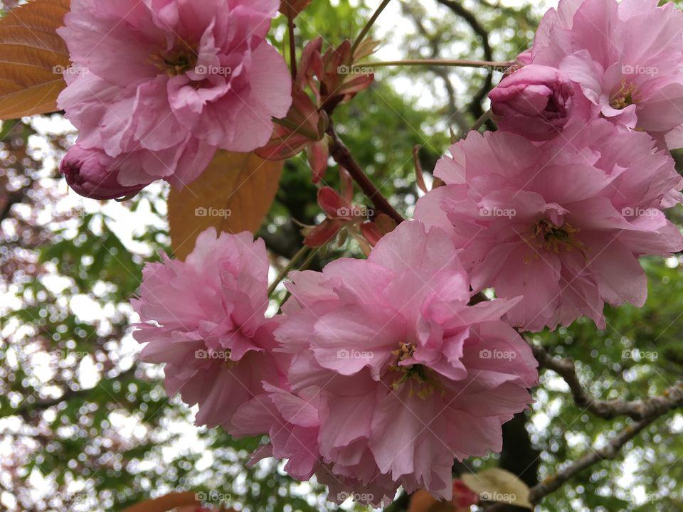 Low angle view of pink flowers