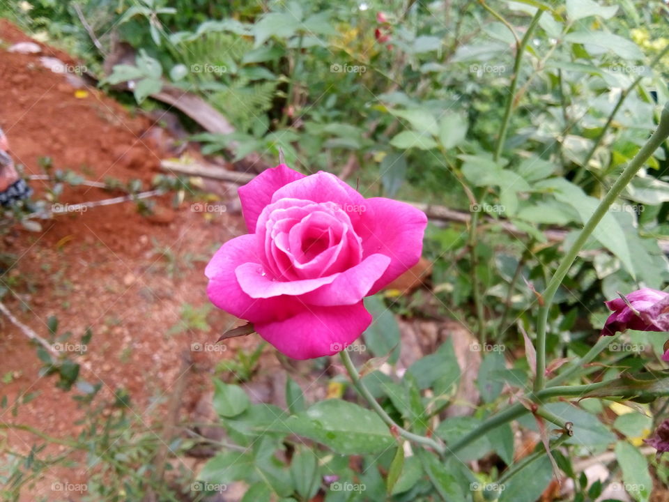 rose flowers garden