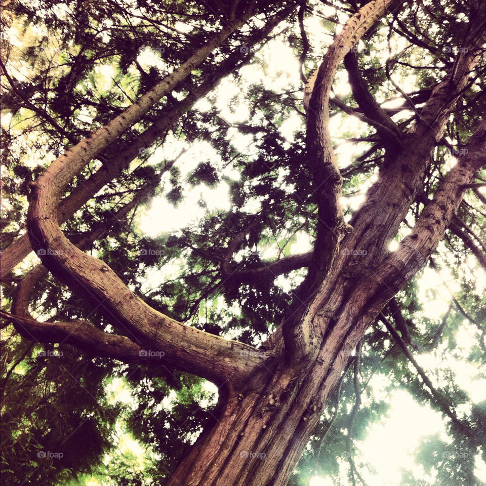 The tree that grew sideways