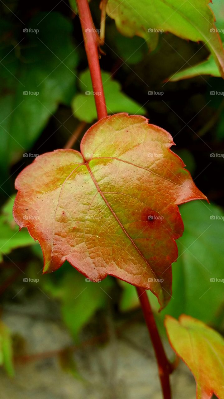 colourful fall leaf