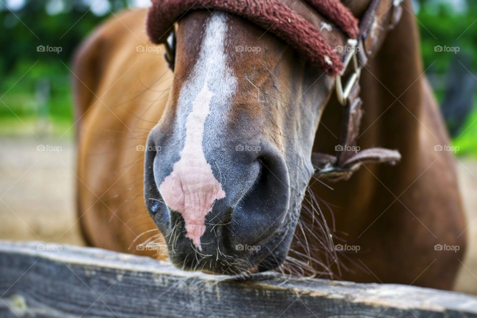 The soft nose of a bay horse wants to be touched.