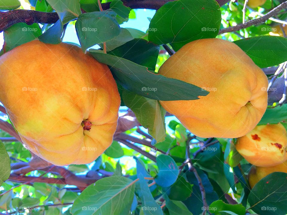 Quince fruit on the tree