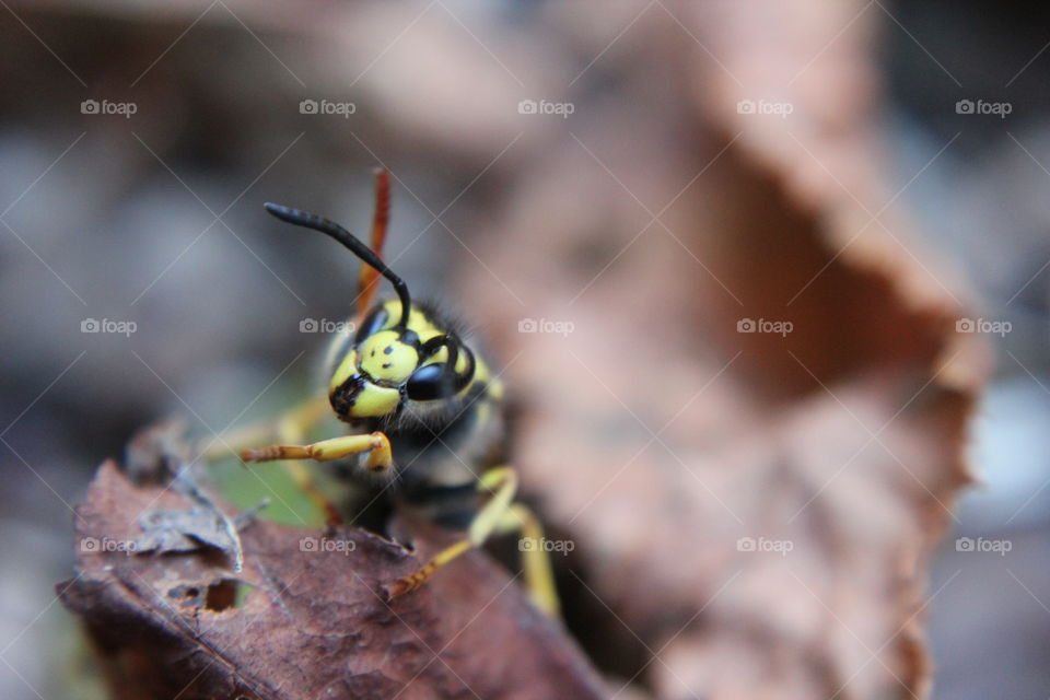 Insect on plant