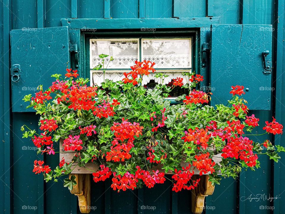 Window of flowers