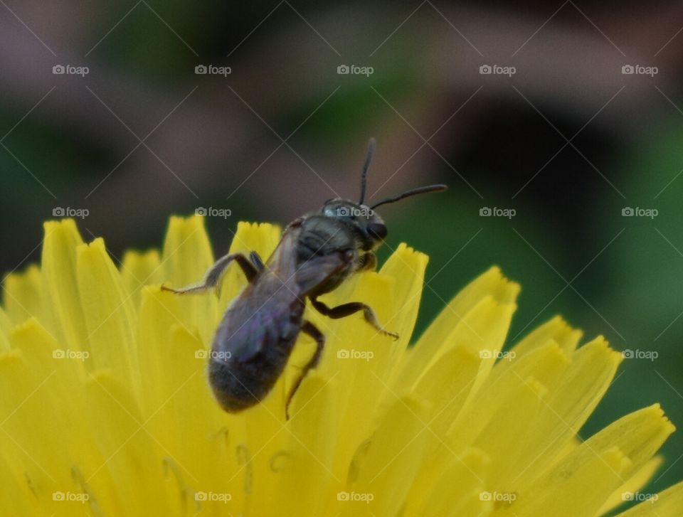 Cute little bug on a yellow dandelion flower.