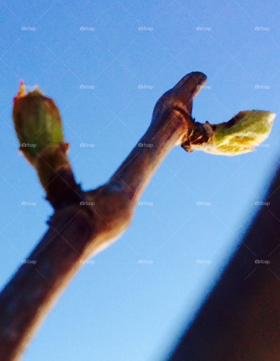 Grape vine bud