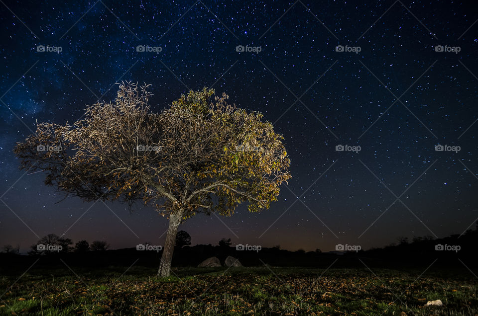 Tree and stars
