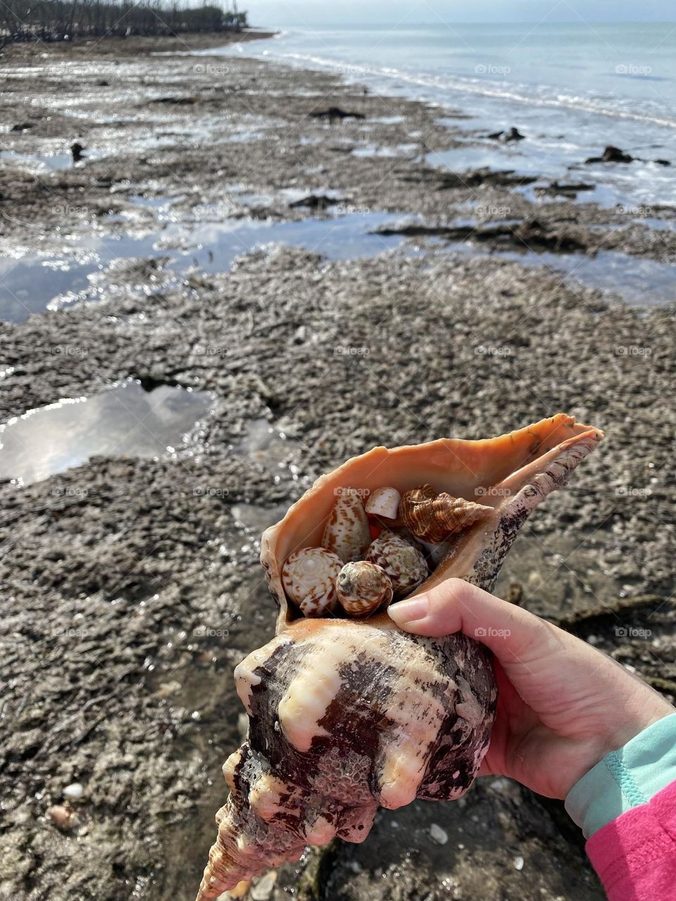 Blessed with beautiful shells