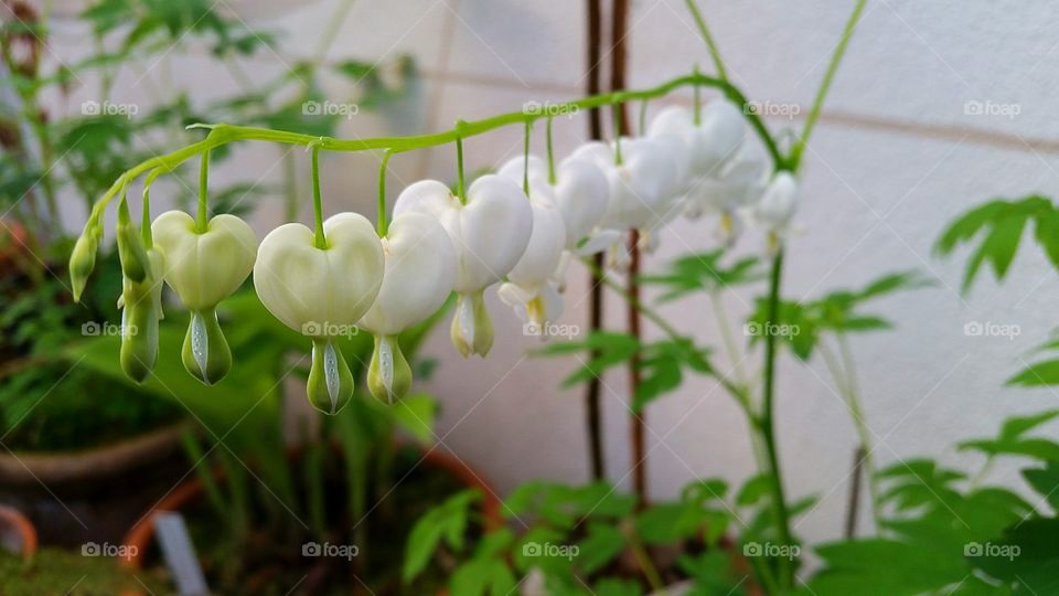 white flowers aligned