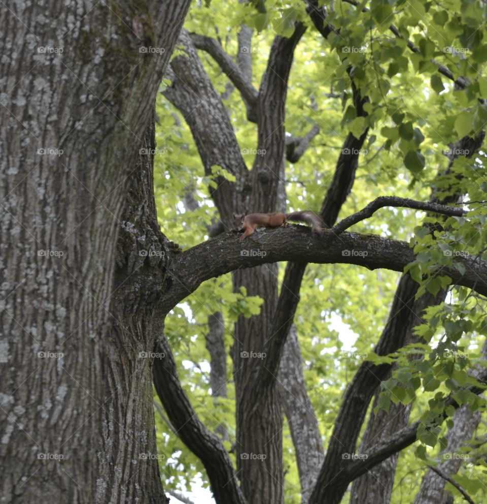 В парке гуляют ручные белочки