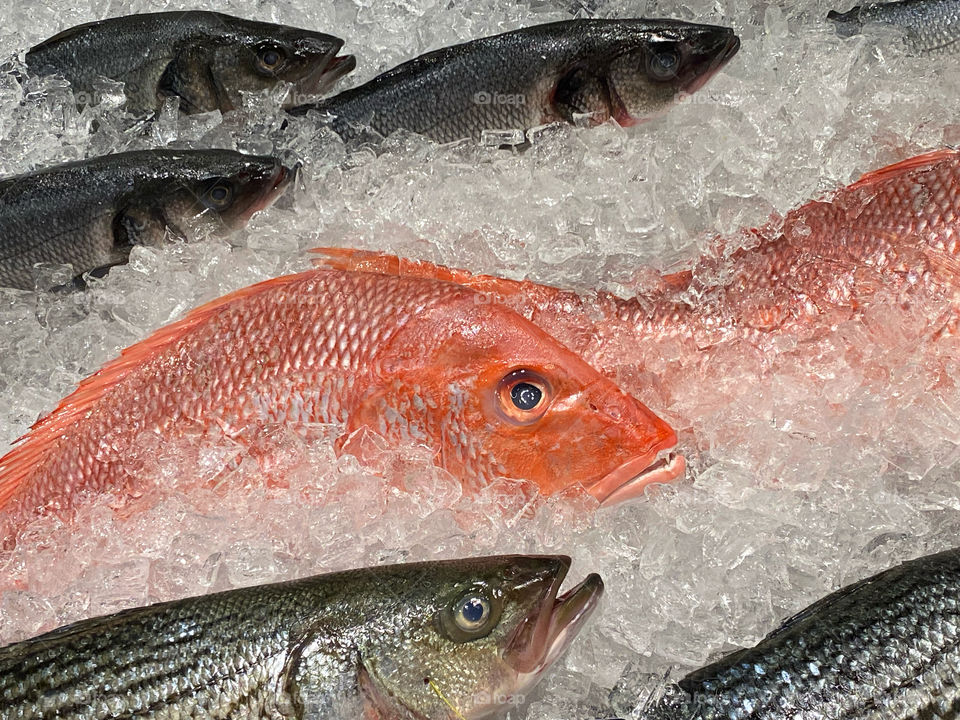 Red snapper and trout on ice in a fish market
