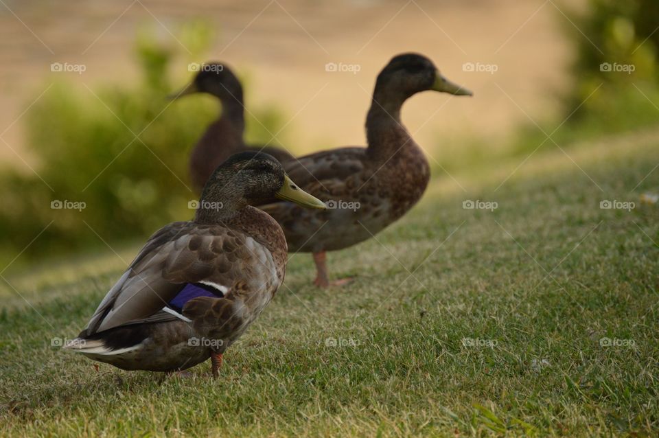 Duck dynasty... 