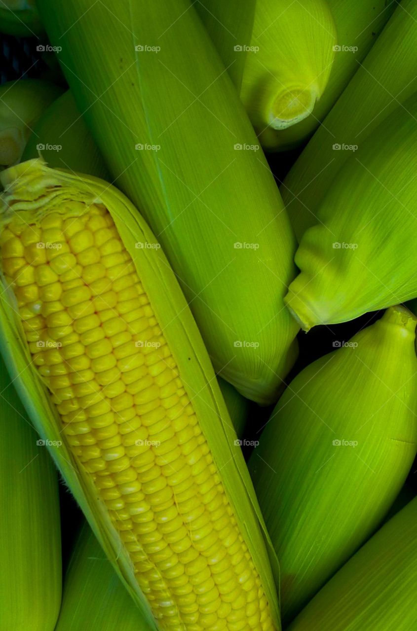 Corn. sweetCorn, Backdrop of corn