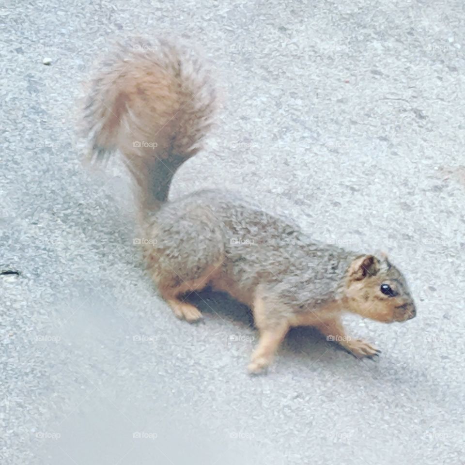 squirrel