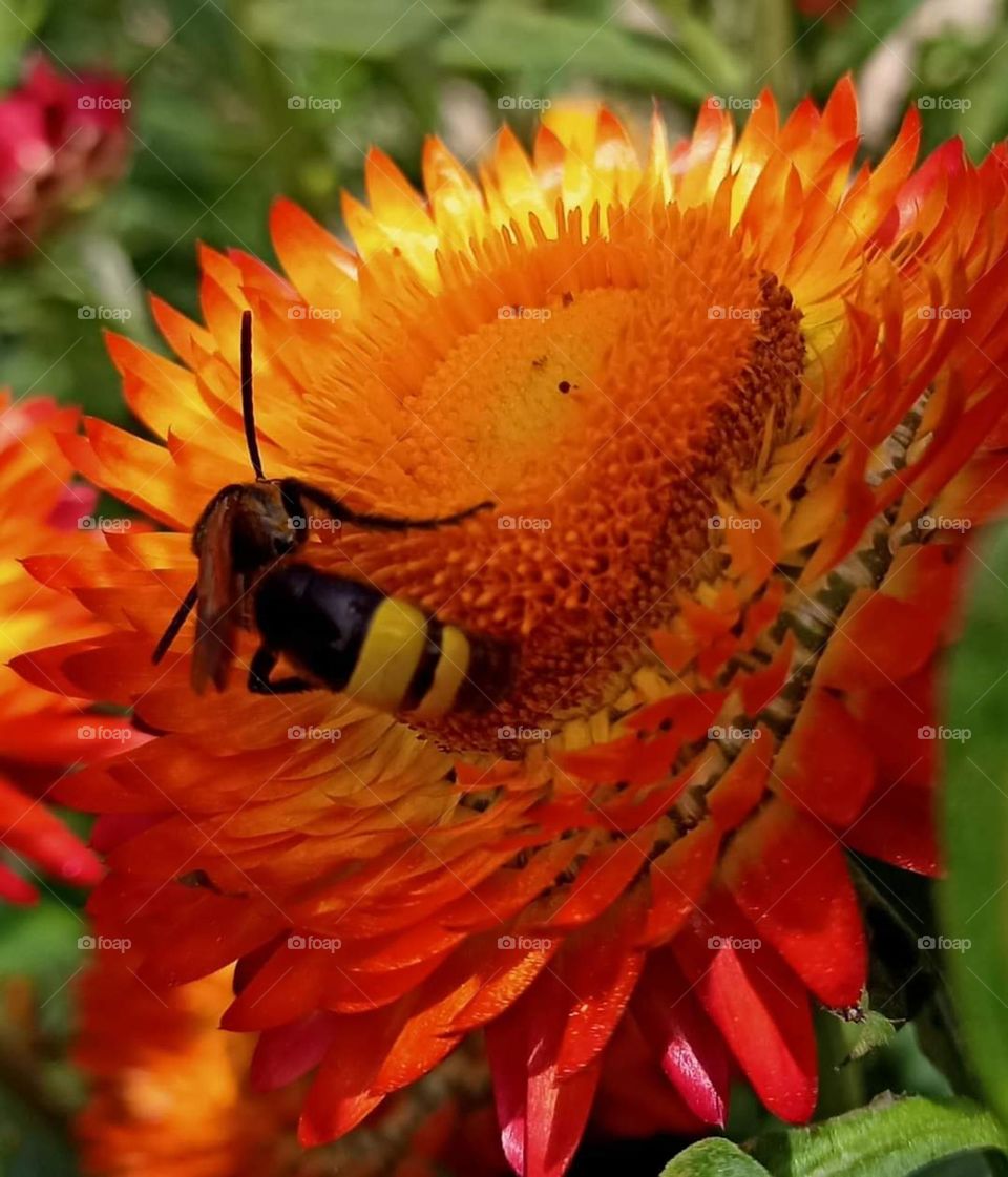 bee
