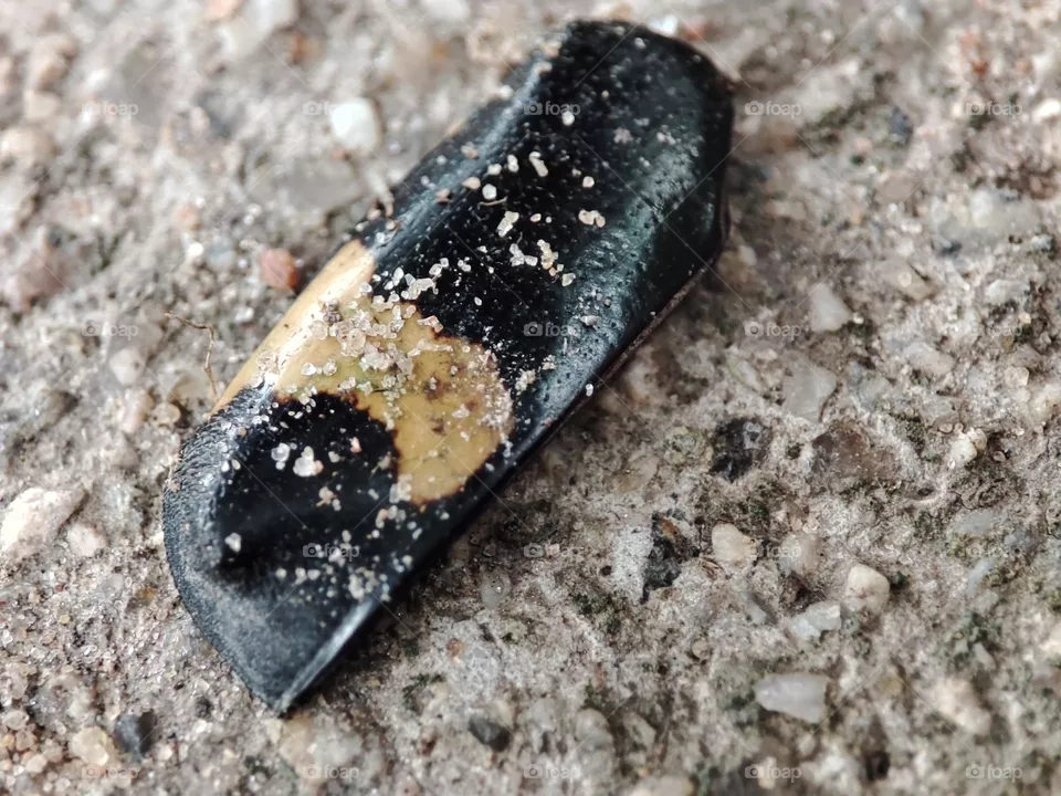 Hard bugs shell