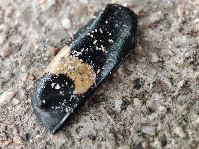 Hard bugs shell