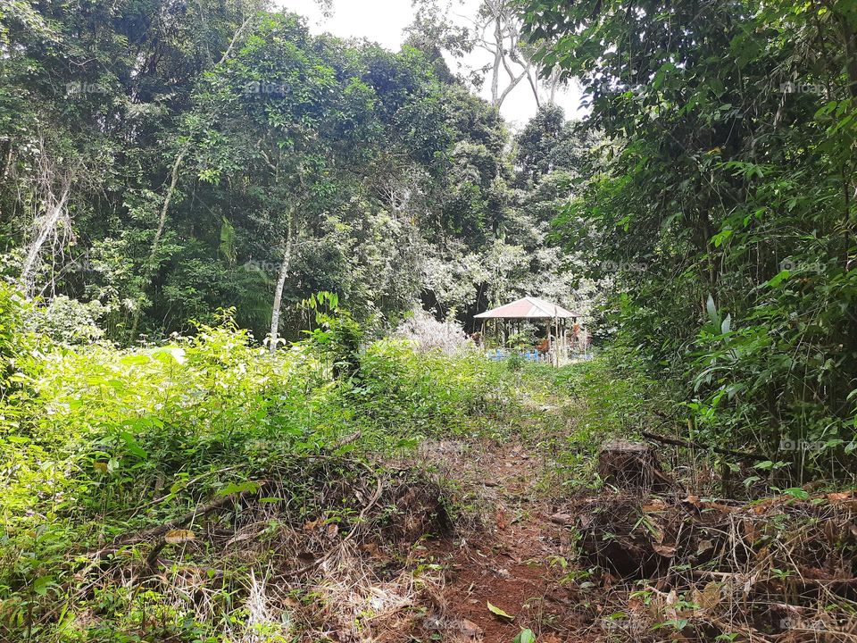 old tomb in the forest