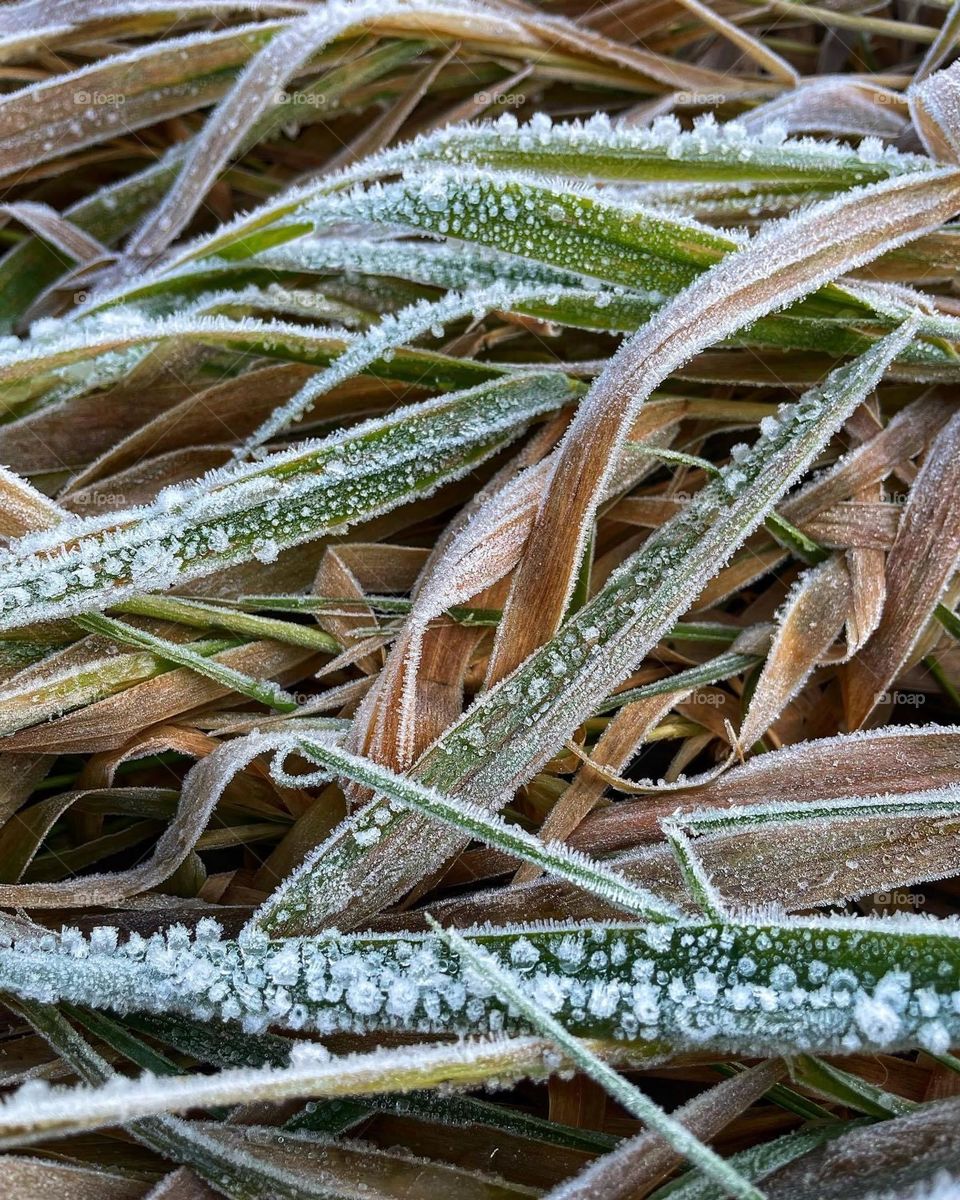 Frost morning week!