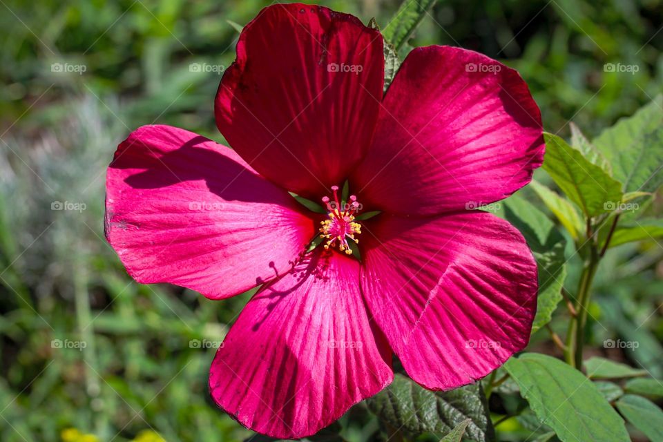 Viva magenta flower