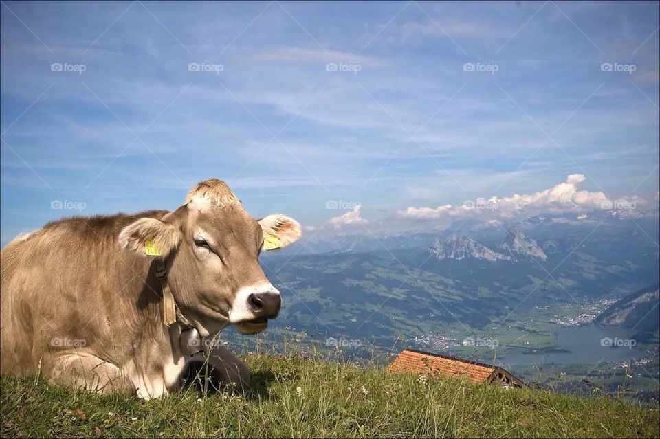 Happy Cow