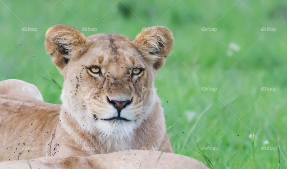 East African Lion (Panthera leo melanochaita)_Masai Mara, Kenya