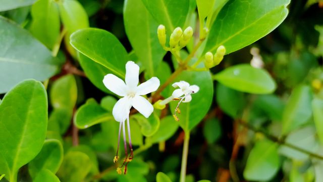 Flowers