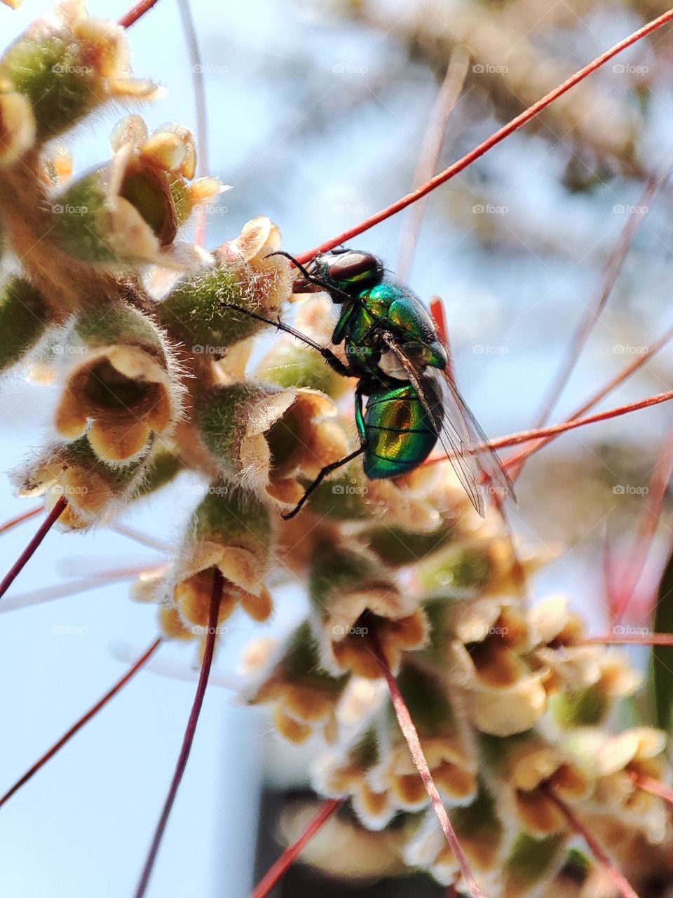 Bottle fly, feeding upon nectar