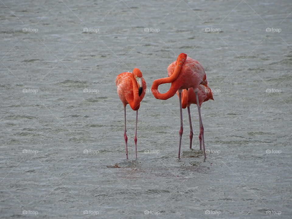 Two flamingos