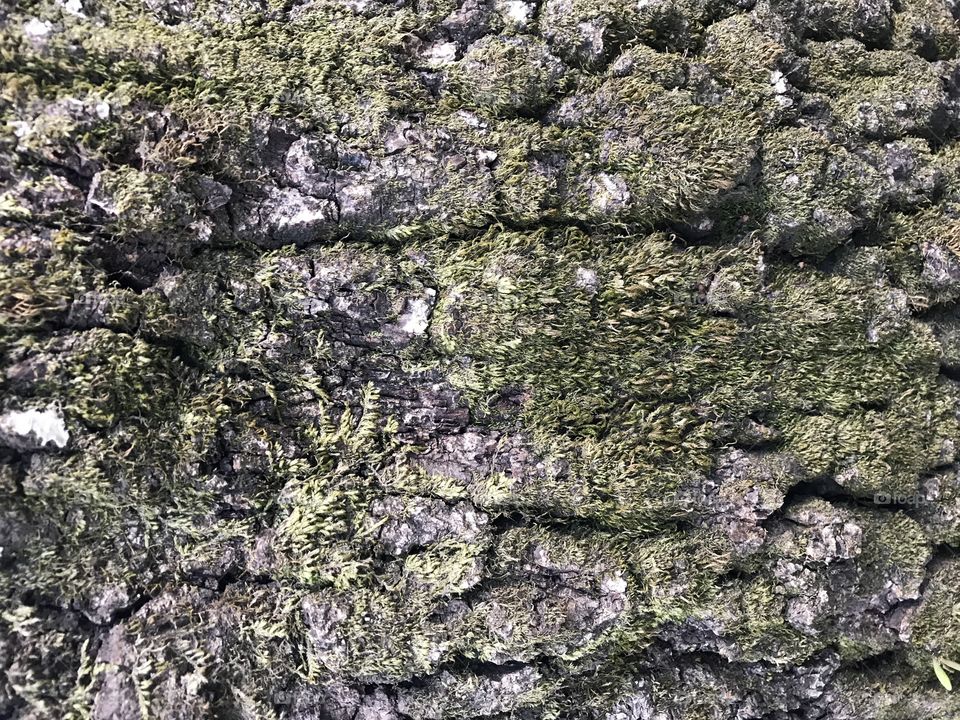 Wood skin with moss