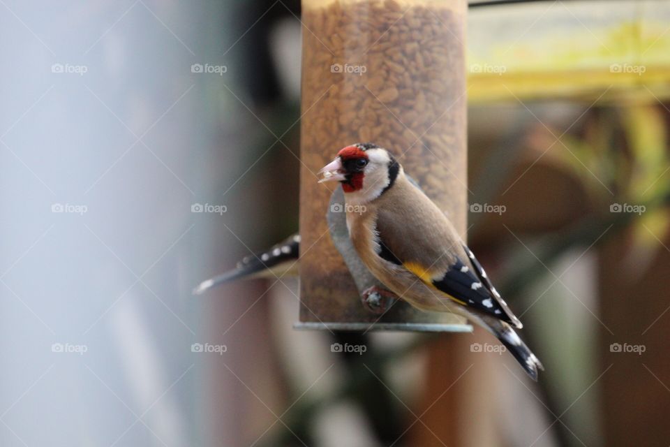Goldfinches eating sunflower hearts