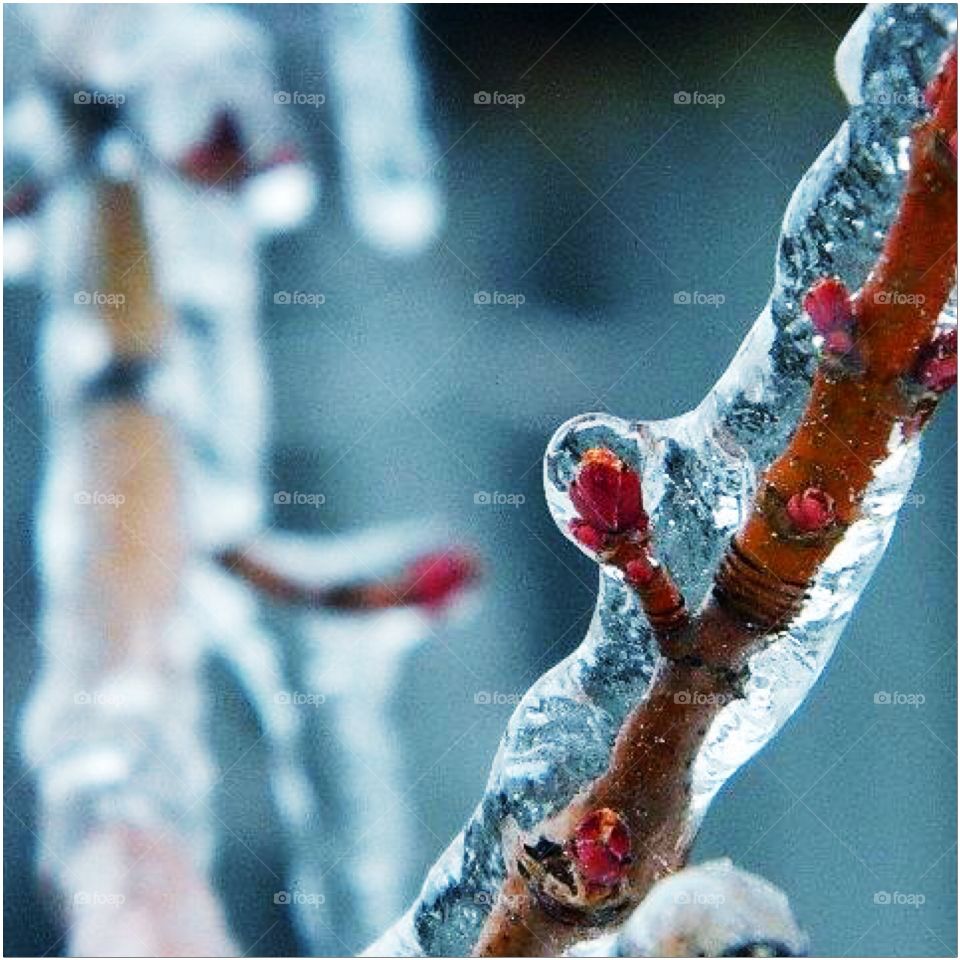 Close-up of icy Bud
