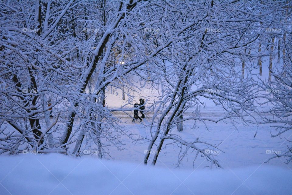 Winter, Snow, Cold, Tree, Frost