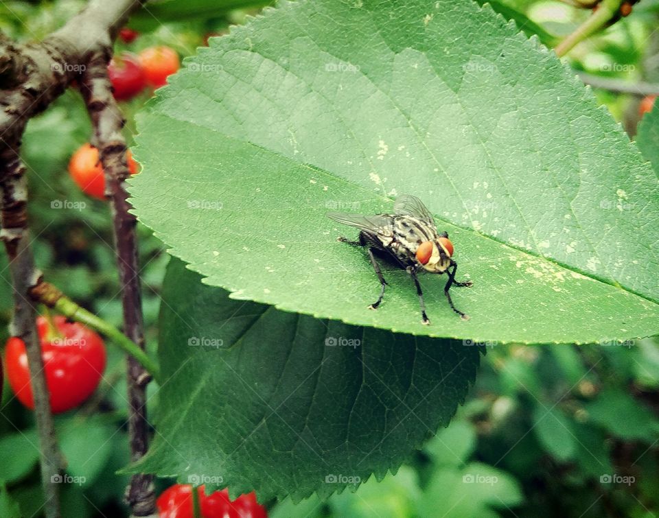 fly on a leaf