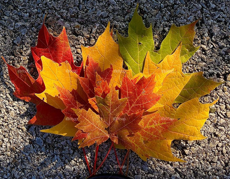 Autumn Colors on Concrete 