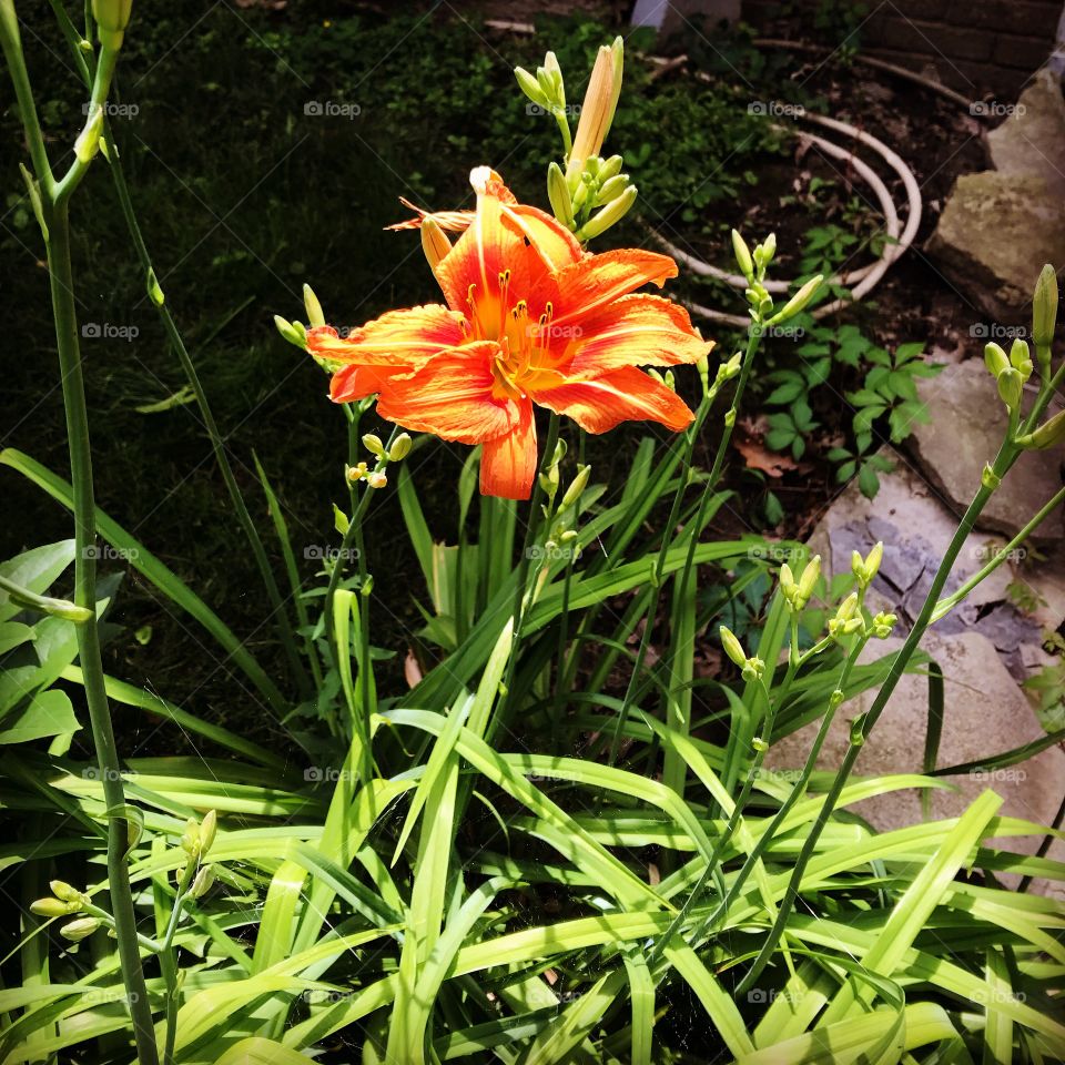 Orange tiger lily bloom flower 
