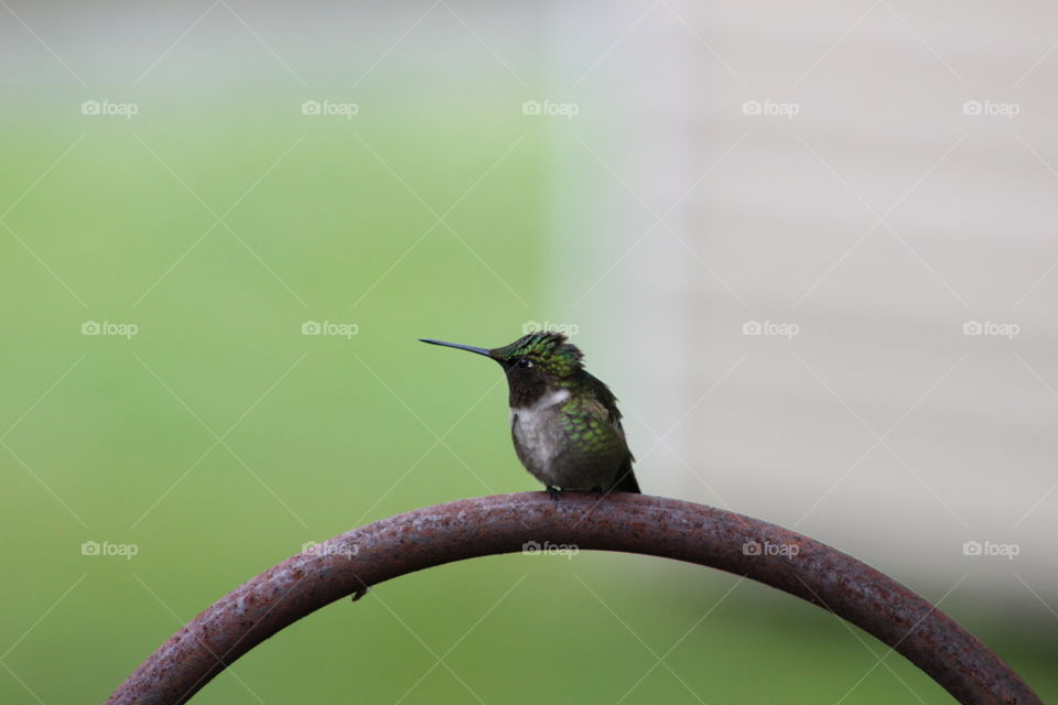 Hummingbird. Hummerville. Urbanna, Virginia