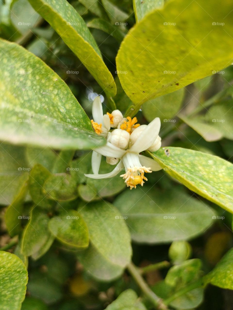 lemon Tree With flower