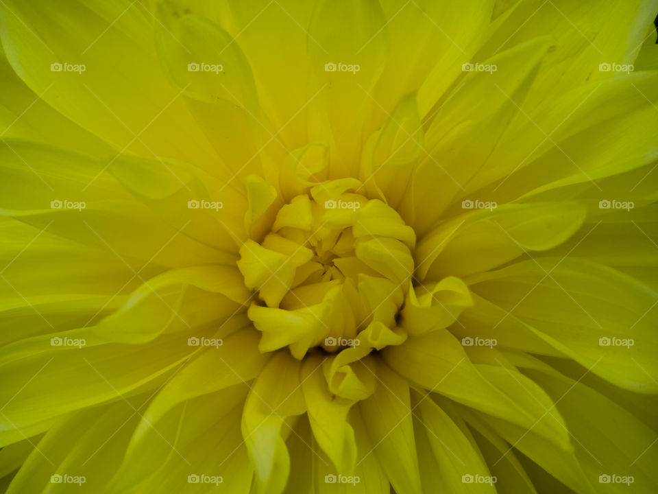 Full frame closeup shot of a yellow chrysanthemum flower