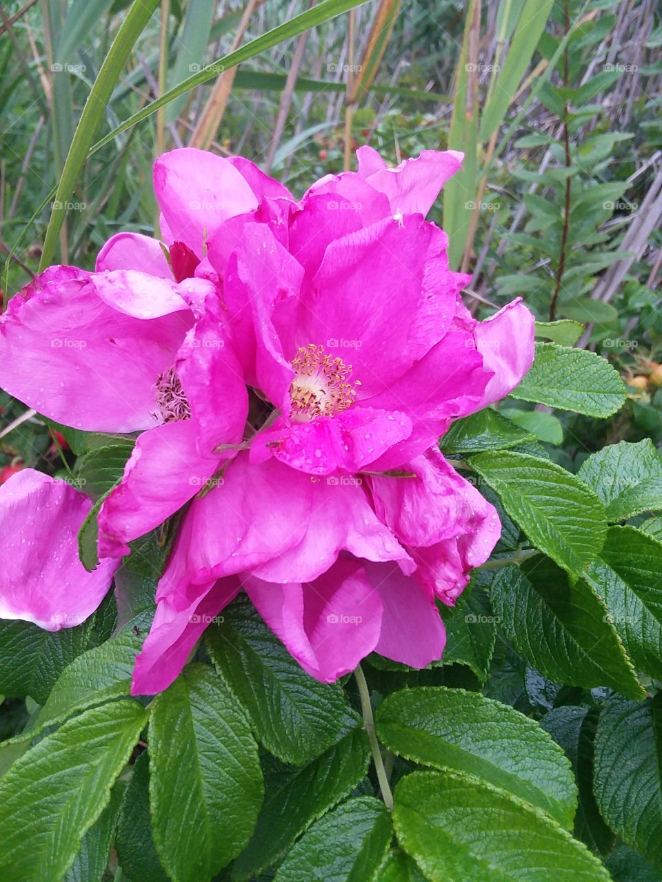 pink rose