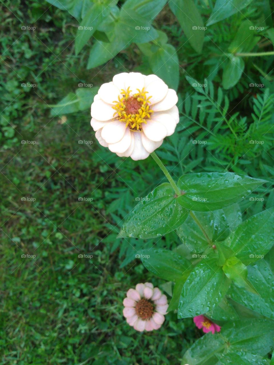 Zinnia flower