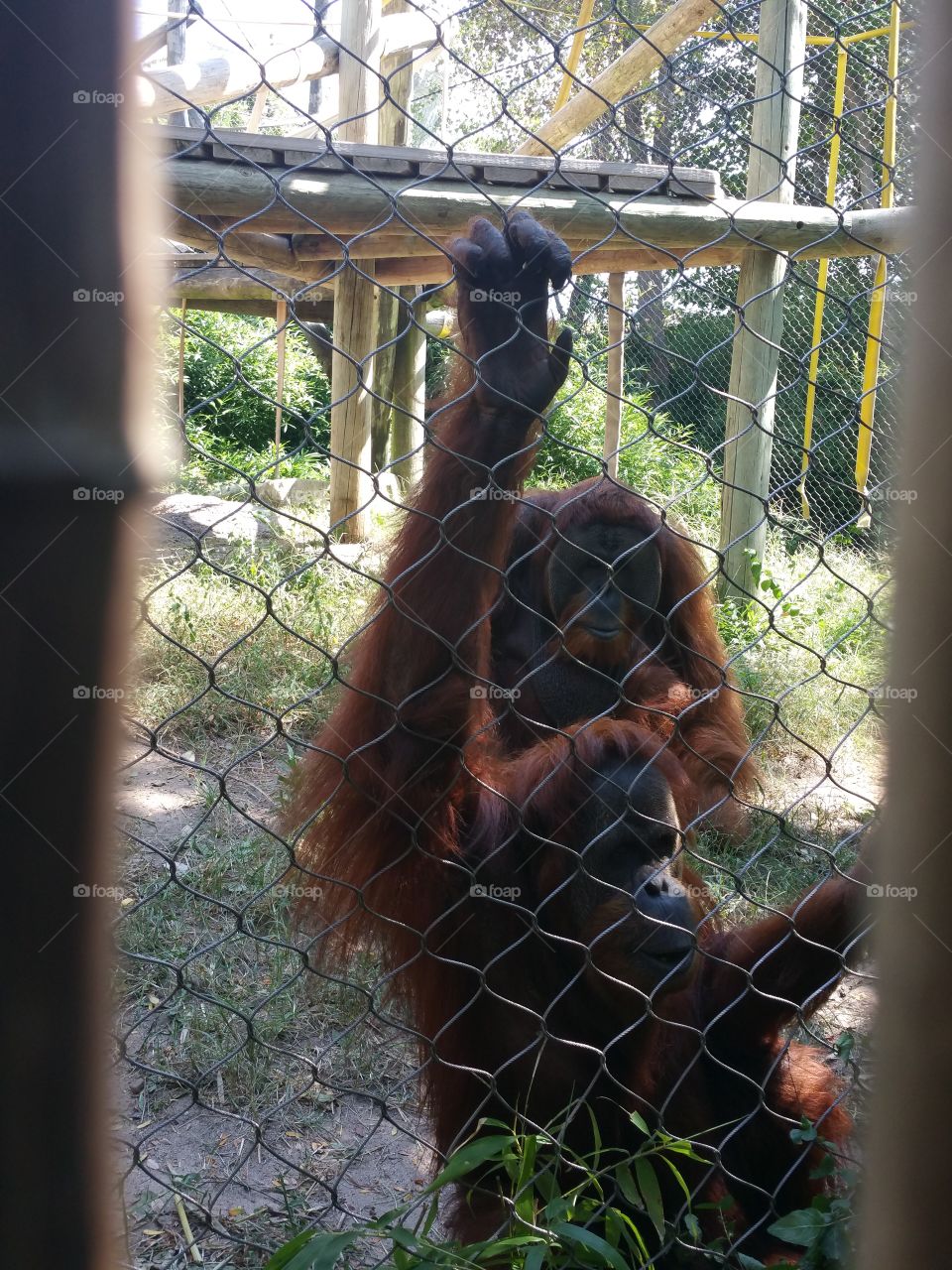 Orangutans Enclosure. At the Zoo
