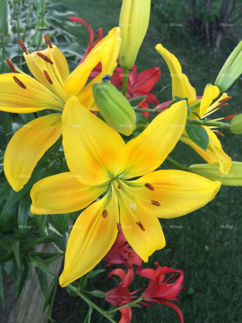 Yellow lily in the plant bed with red ones behind it