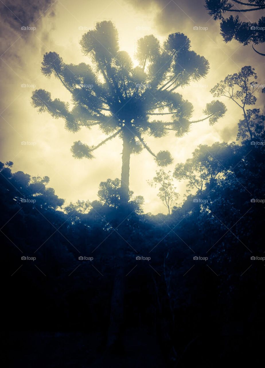 "If I could, I would live on top of an Araucaria tree, just to live in heights like a bird, close to the sky, to see the enchanted land from above." (Rokaia MAB)